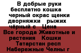 В добрые руки бесплатно,кошка,2.5черный окрас,щенки дворняжки,3 рыжих 1 чёрный,с › Цена ­ - - Все города Животные и растения » Кошки   . Татарстан респ.,Набережные Челны г.